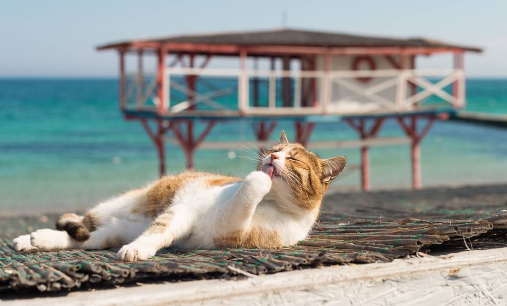How to take a cat abroad?
