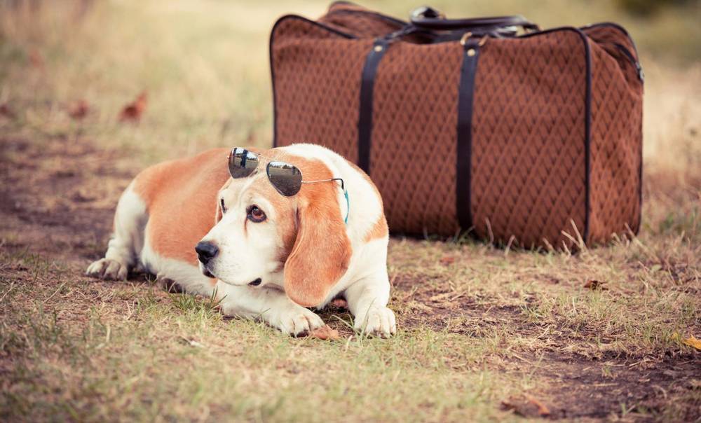 How to take a dog abroad?