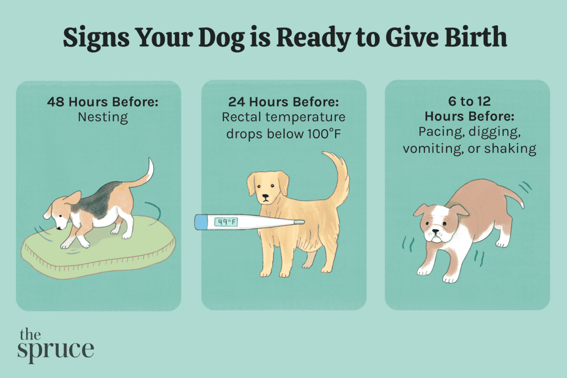 How to take birth in a dog?