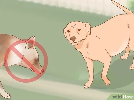 How to take care of a pregnant dog?