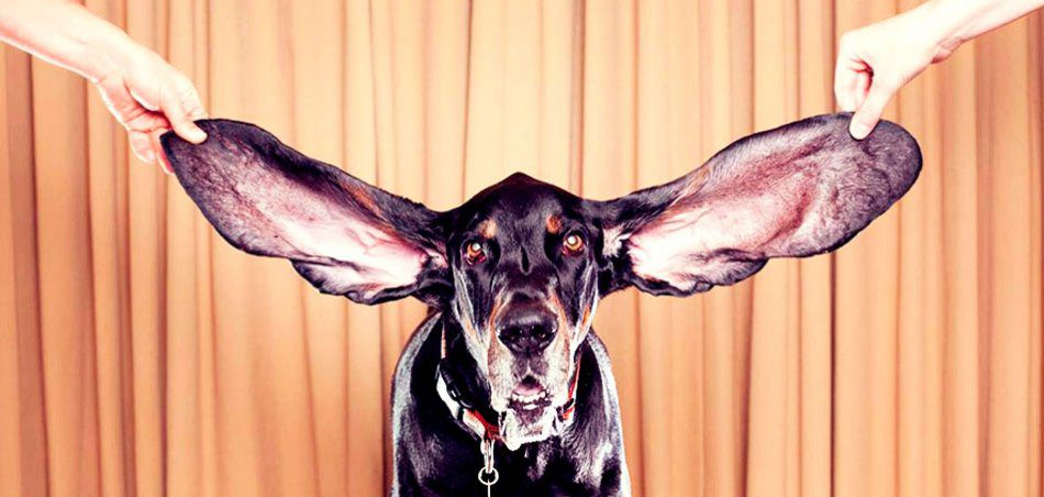 How to take care of your dogs ears