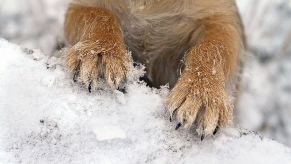 How to take care of your dogs paws in winter