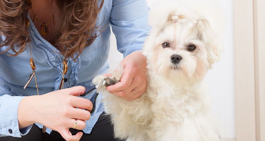 How to take care of your dogs paws in winter