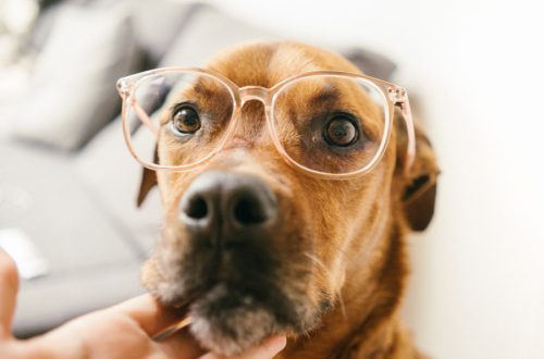 How to take care of your dog&#8217;s eyes