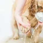 How to take care of your dog’s paws in winter