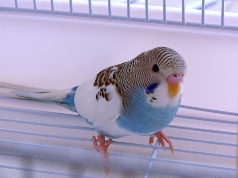 How to tame a budgerigar
