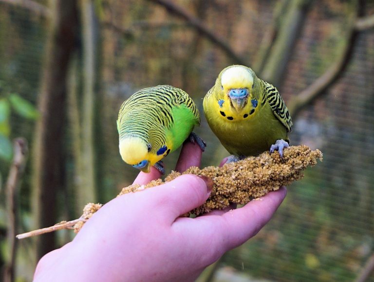 How to tame a budgerigar