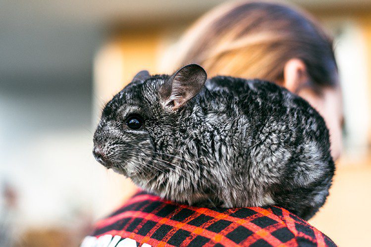 How to tame a chinchilla?