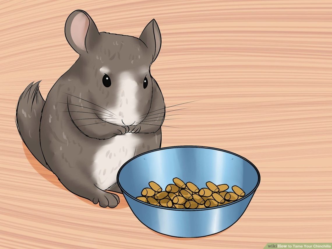 How to tame a chinchilla?