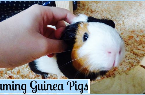 How to tame a guinea pig?