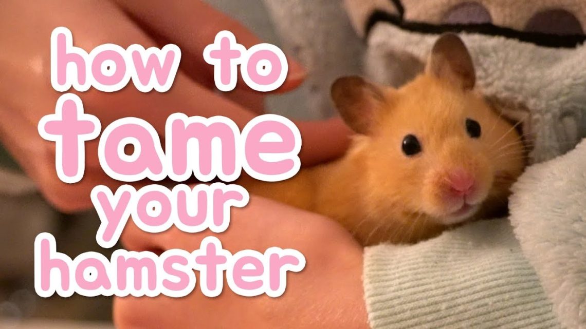 How to tame a hamster?