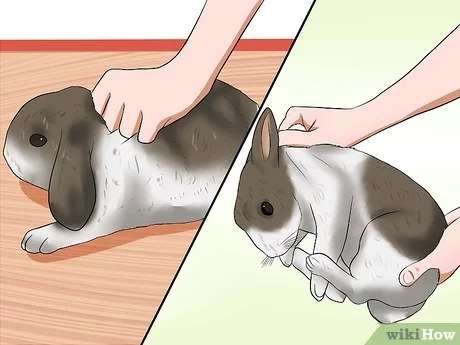 How to tame a rabbit?