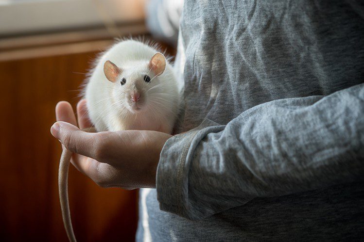 How to tame a rat?