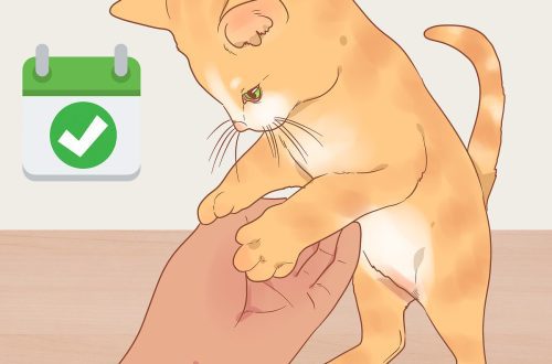How to tame a wild kitten?