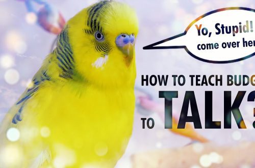 How to teach a budgerigar to speak?