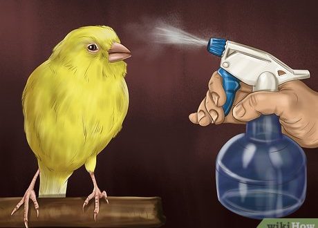 How to teach a canary to sing