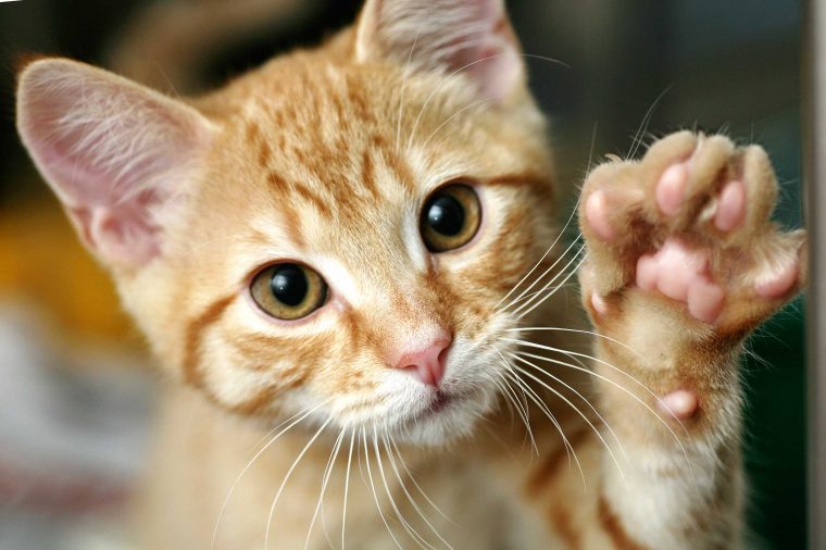 How to teach a cat to give a paw