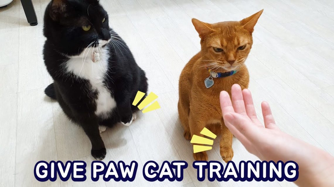 How to teach a cat to give a paw