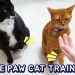How to train a new cat or kitten