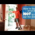 How to teach a dog not to break through an open door