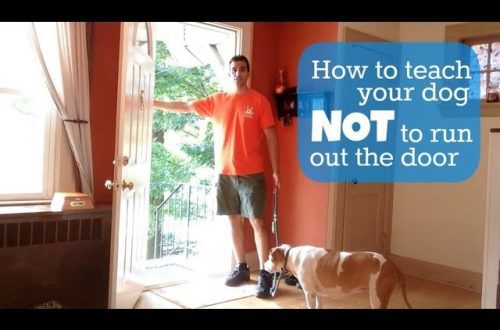 How to teach a dog not to break through an open door