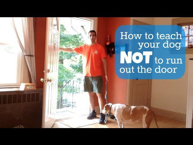 How to teach a dog not to break through an open door