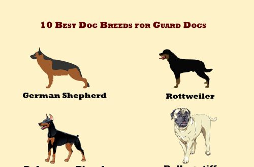 How to teach a dog the command &#8220;Fu&#8221;?