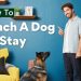 How to teach a dog the voice command?