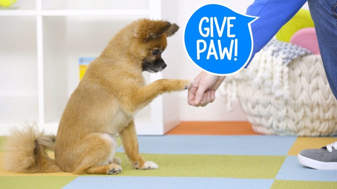 How to teach a dog the &#8220;Paw&#8221; command?