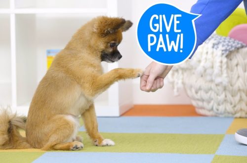 How to teach a dog the &#8220;Paw&#8221; command?