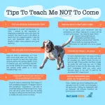 How to teach a dog the right behavior, allowing him to do what he wants?