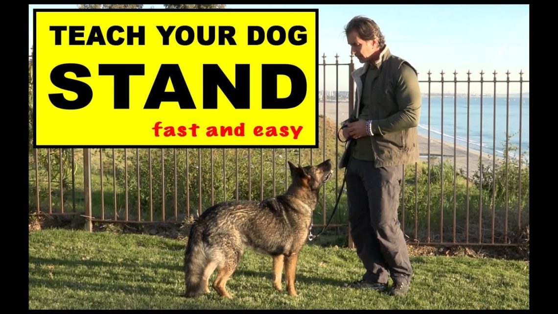 How to teach a dog the &#8220;Stand&#8221; command?
