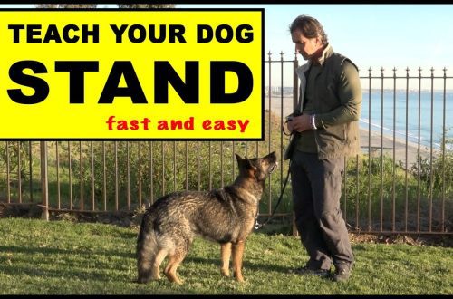 Kako naučiti psa komandi "Stoj"?