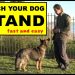 How to teach a dog to come on command?