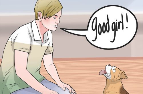 Kako naučiti psa glasovnoj komandi?