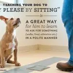 How to teach a dog to ask for something
