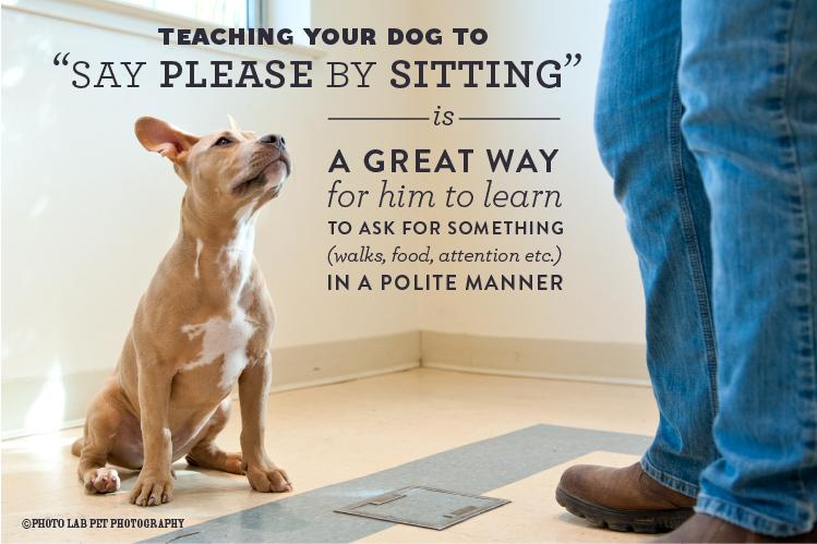 How to teach a dog to ask for something