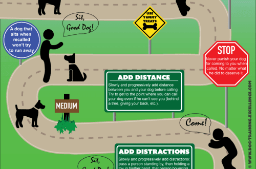 How to teach a dog to come on command?