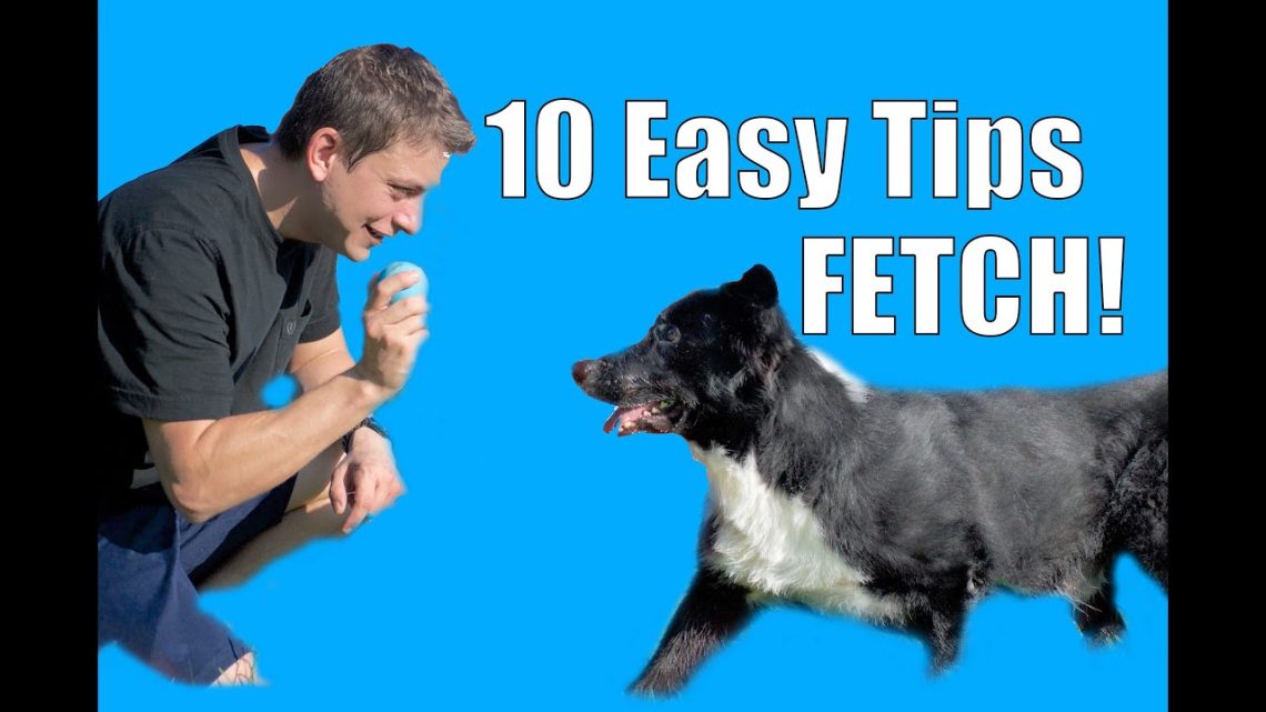 How to teach a dog to fetch?