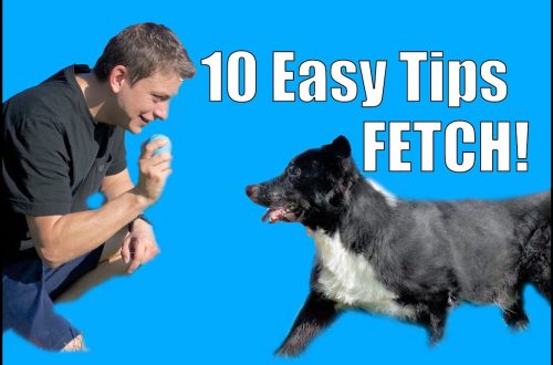 How to teach a dog to fetch?