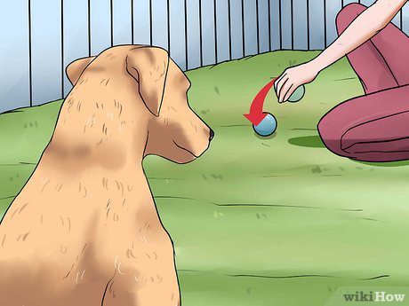 How to teach a dog to follow a trail
