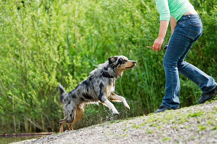 How to teach a dog to follow commands?