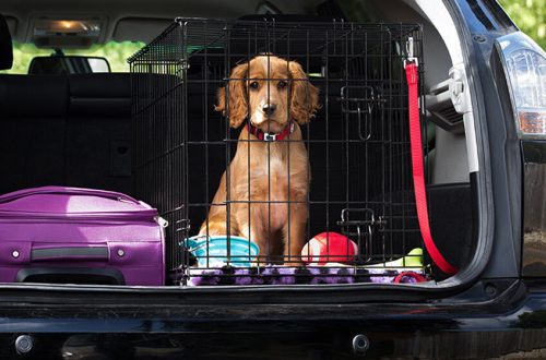 How to teach a dog to ride in transport?