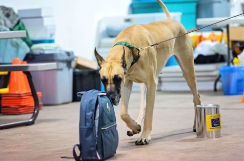 Hogyan tanítsuk meg a kutyát, hogy szag alapján keressen tárgyakat?