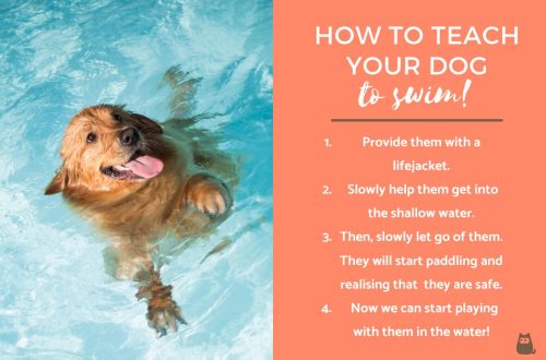 Kako naučiti psa da pliva?