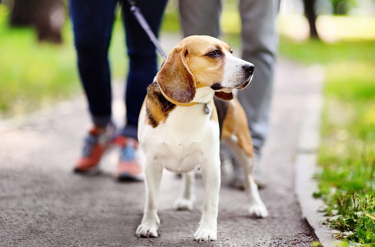 How to teach a dog to walk: a plan of action