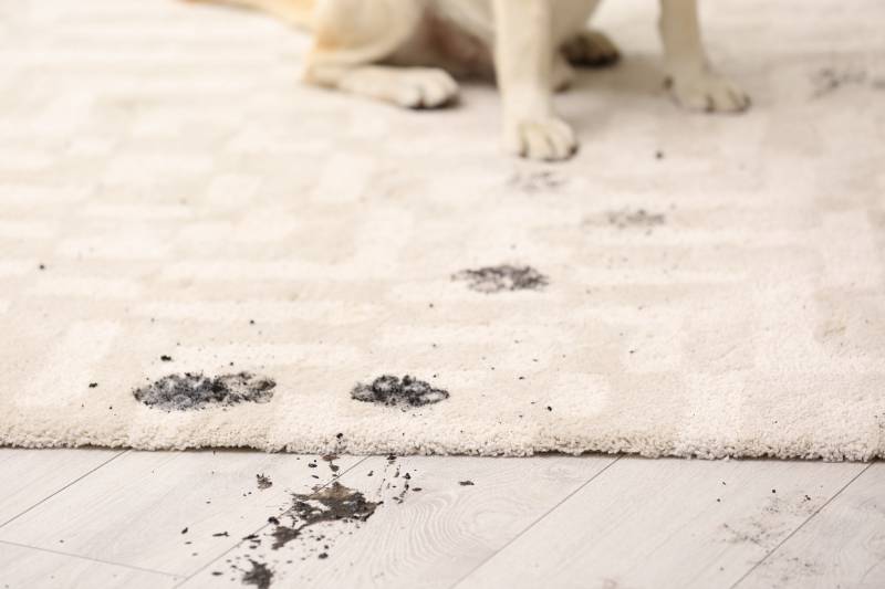 How to teach a dog to wipe its paws?