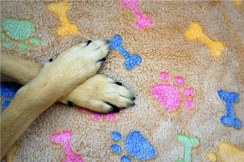 How to teach a dog to wipe its paws?