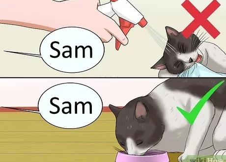 How to teach a kitten to a nickname?