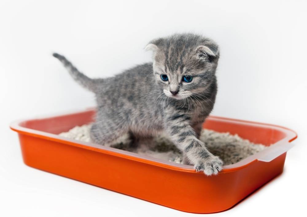 How to teach a kitten to the tray?